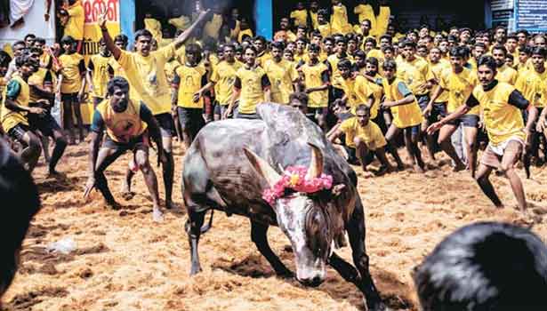 201701211640393231_TN-governor-Vidyasagar-Rao-issued-an-ordinance-on-Jallikattu_SECVPF