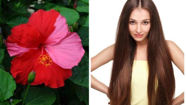 201701261440267112_hibiscus-for-hair-growth_SECVPF