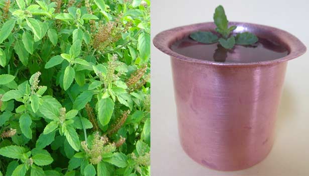 201701301425320641_Tulsi-water-cure-all-sorts-of-diseases_SECVPF