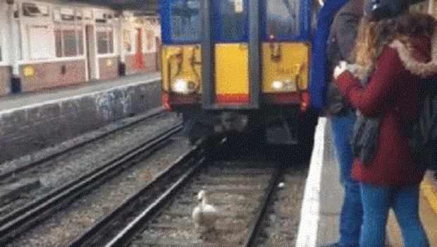 21838swann-e1484653653857