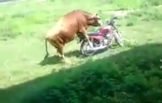 625.0.560.320.160.600.053.800.668.160.90