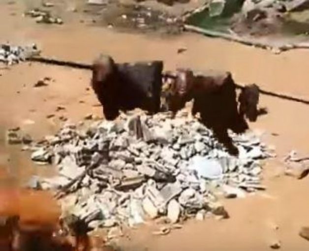 625.0.560.350.160.300.053.800.668.160.90