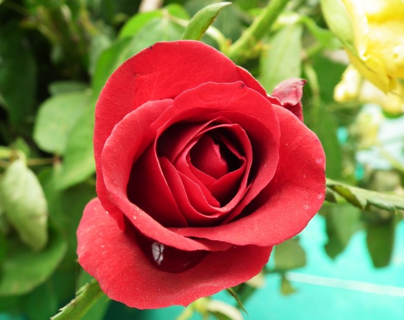 rose_flower_at_the_lalbaghgarden_bangalore-585x464