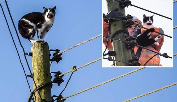 cat electricity