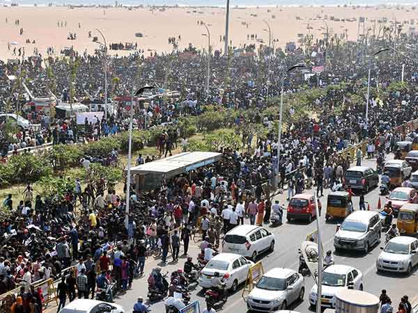 jallikattu-protest444-23-1485138669