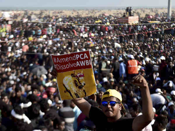 jallikattu-protest56677-23-1485178994