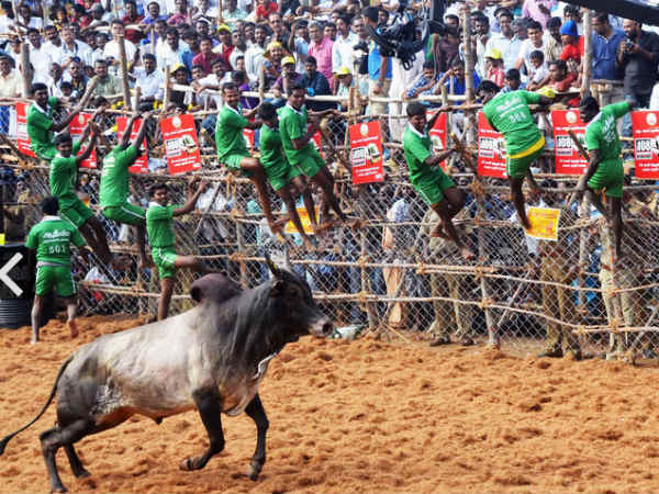 jallikattu434-600-jpg-21-1485010697