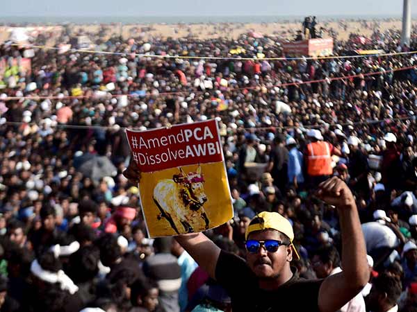 jallikattu78345-23-1485146542