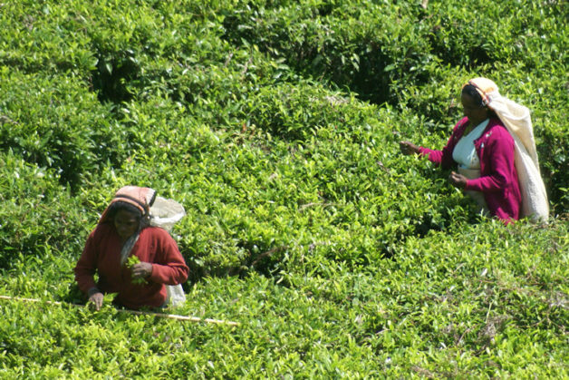 sri-lanka-ceylon-tea-pickers