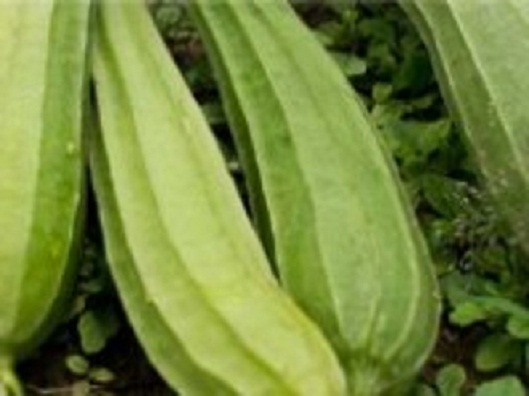 நீரிழிவு-நோயை-குணப்படுத்தும்-பீர்க்கங்காய்