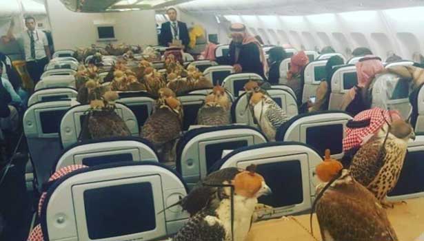 201702011030455212_Saudi-Arabian-prince-plane-trip-of-80-hawks_SECVPF