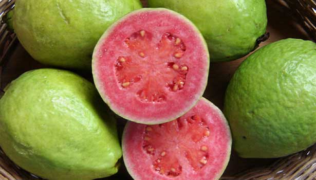 201702021003427773_More-benefits-of-red-guava_SECVPF