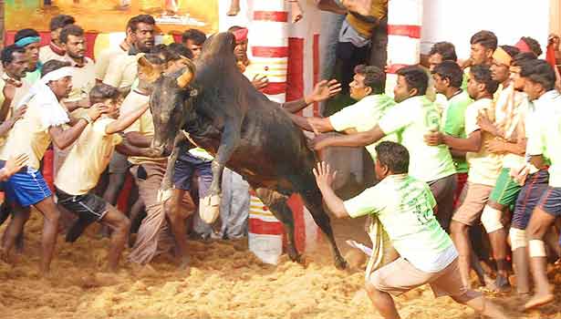201702101112096598_AC-Caravan-came-Sri-Lankan-Minister-Bulls_SECVPF