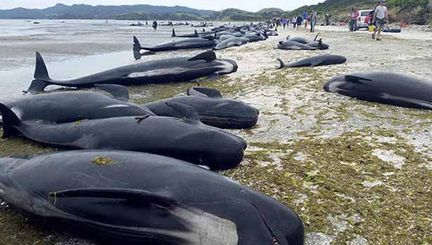 201702110446003972_Hundreds-of-whales-wash-up-dead-on-New-Zealand-beach_SECVPF