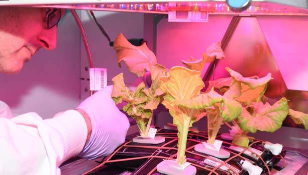 201702191010172807_Cabbage-harvested-aboard-space-station-Nasa_SECVPF
