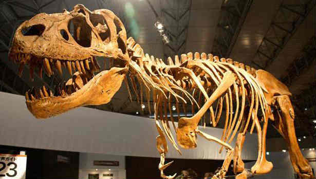 201702220048167412_Real-life-Jurassic-Park-found-in-China_SECVPF