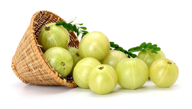 201702241024510032_Blood-bile-can-cure-diseases-Gooseberry_SECVPF