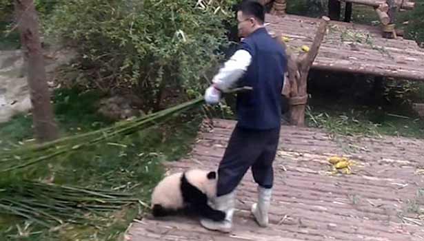 201702241405056278_Play-With-Me-cute-panda-video-goes-viral_SECVPF