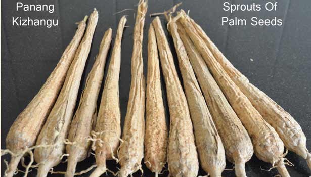 201702270939114783_pana-kilangu-medical-benefits_SECVPF