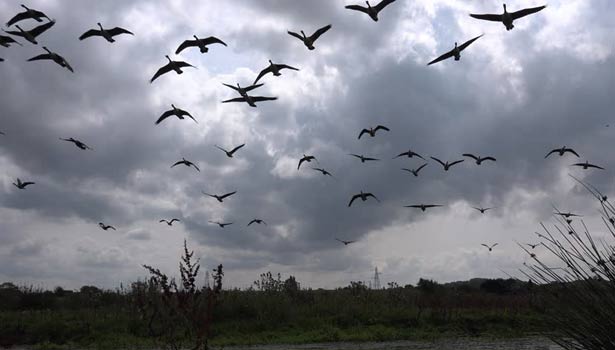 201702271324475964_Watching-birds-can-improve-your-mental-health_SECVPF