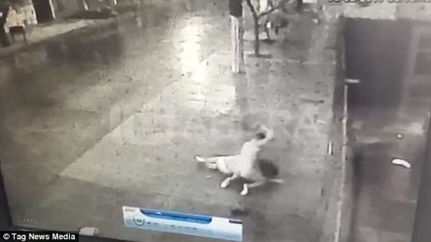 3D18CA9B00000578-4215412-The_man_only_flees_and_stops_his_attack_when_he_realises_that_a_-a-81_1486842464957