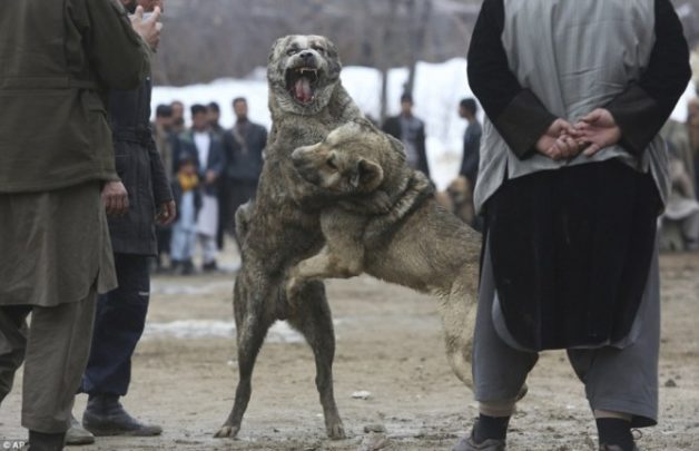 625.0.560.350.160.300.053.800.668.160.90