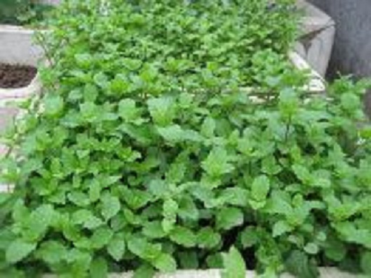 சளி-மற்றும்-இருமலைப்-போக்கும்-அற்புத-இலை