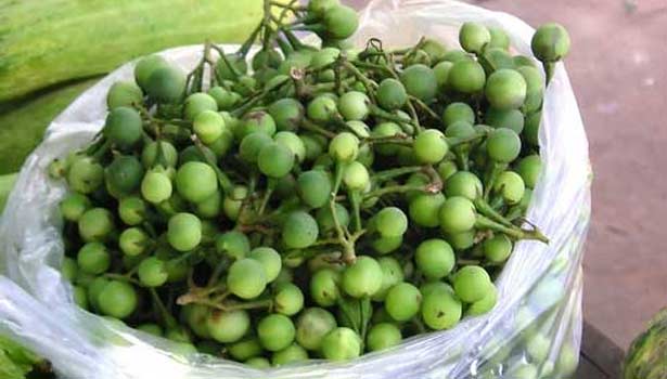 201703111110530944_sundakkai-Turkey-Berry-solving-Constipation-indigestion_SECVPF