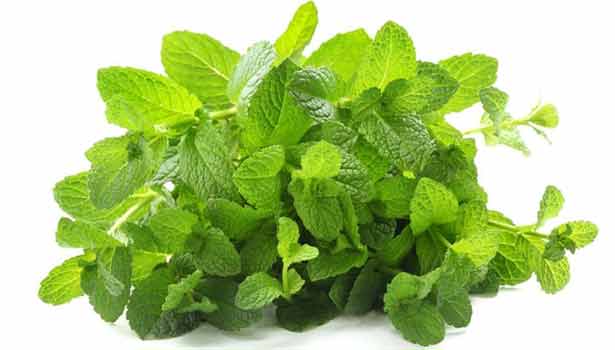201703191048271999_mint-healing-Stomach-problems_SECVPF