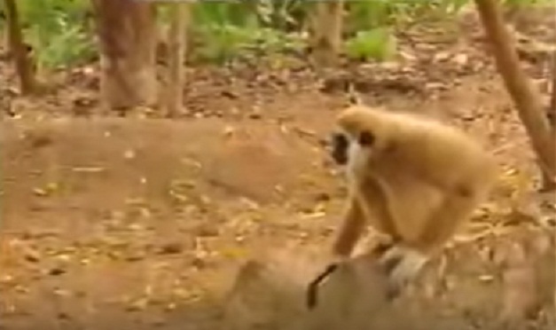 201703241226581491_starve-not-Reduce-body-weight_SECVPF