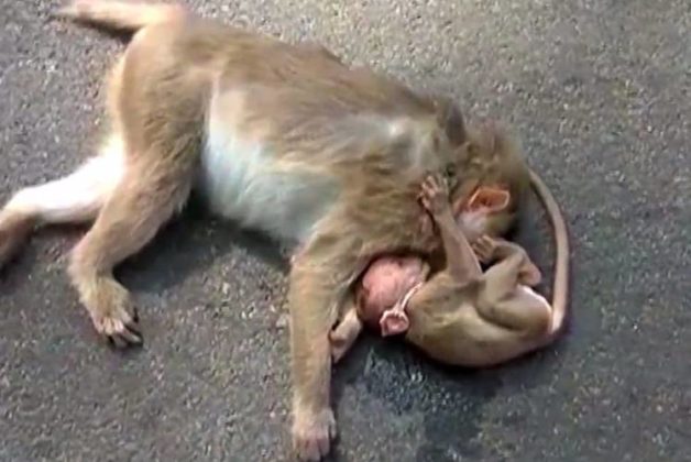 625.500.560.350.160.300.053.800.748.160.70 (1)