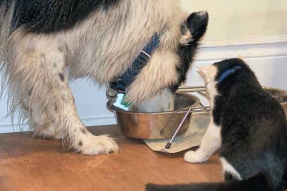 625.500.560.350.160.300.053.800.748.160.70 (1)