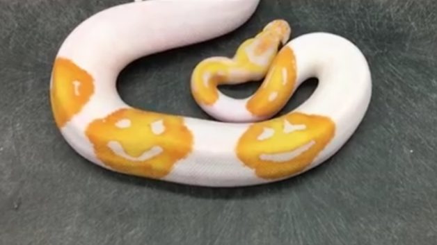 emoji-snake