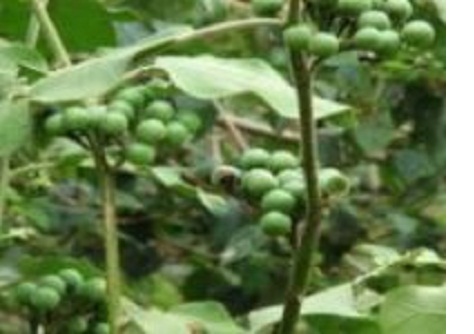 வாரம்-ஒருமுறை-சுண்டக்காய்-சாப்பிடுவதால்-இவ்வளவு-நன்மைகள்-ஏற்படுமா