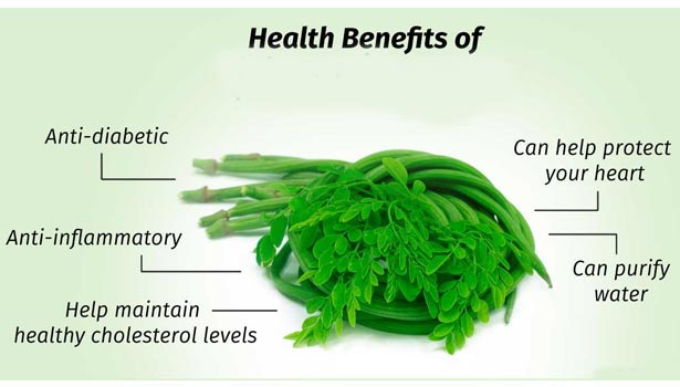 201704011110452340_drumstick-tree-medical-benefits_SECVPF