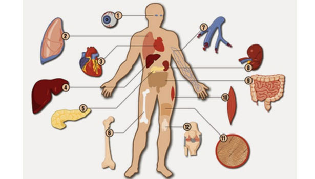 201704031105236670_Aim-of-of-the-body-organ-donation_SECVPF