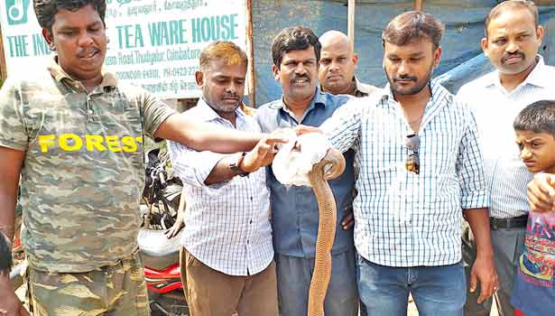201704181143418760_6-ft-mannuli-snake-captured-near-thudiyalur_SECVPF