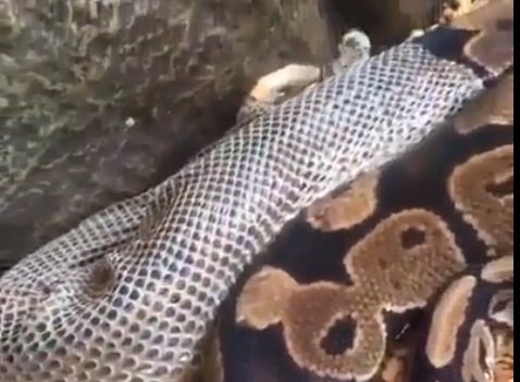 625.0.560.320.160.600.053.800.668.160.90 (1)