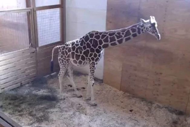 625.500.560.350.160.300.053.800.748.160.70