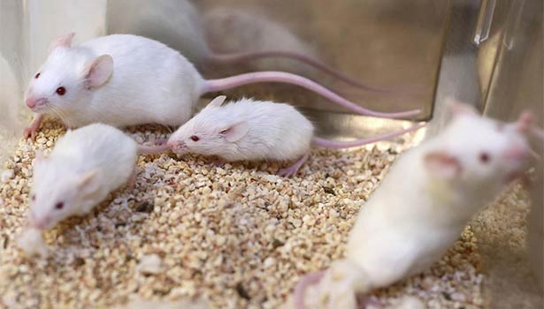 201705041223311336_Scientists-make-new-discovery-cure-for-HIV_SECVPF