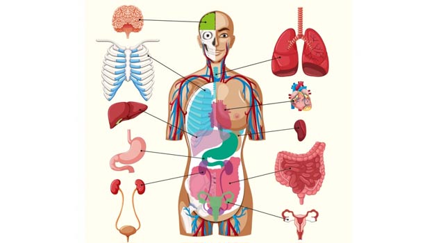 201705270825504437_You-can-survive-even-after-removing-certain-organs-in-the_SECVPF