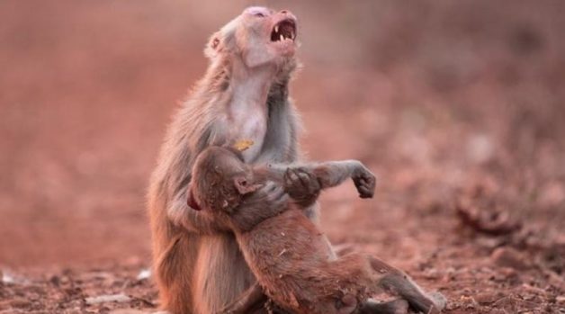 625.0.560.350.160.300.053.800.668.160.90 (1)