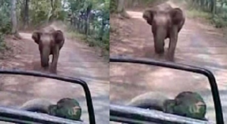 elephant_attack_jeep001.w245