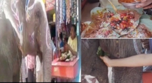 elephant_paan_001.w245