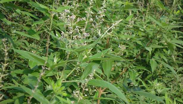 201706140830168527_Cold-cough-headache-and-sinus-control-nochi-leaves_SECVPF