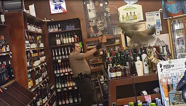201706171510555782_Peacock-takes-out-500-in-wine-after-crashing-liquor-store_SECVPF