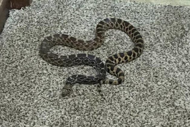 625.500.560.350.160.300.053.800.748.160.70