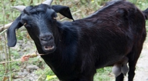 goat001.w245