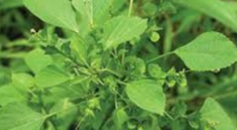 kuppaimeniedited001.w245