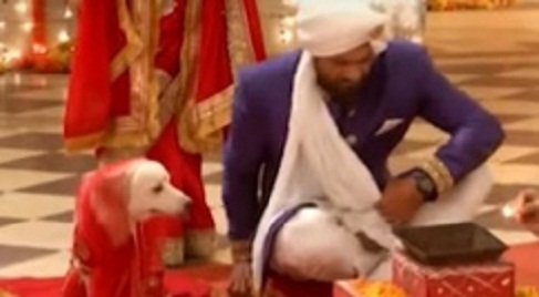 television_dog001.w245